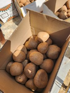 Round Coconut Copra for Cooking, Grade Standard : Food Grade