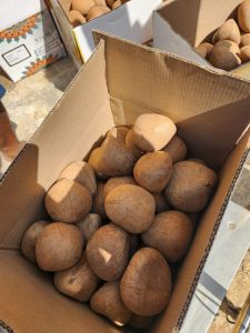 Dried Whole Coconut, Color : Brown, Brand Name : Kobbari co.