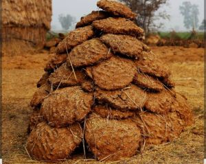 cow dung cake