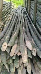 Bamboo Poles 16 Feet Tall