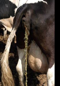 Cow Urine, Color : Yellow, Form : Liquid, Grade : Natural Grade