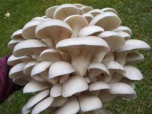 White Oyster Mushroom, Packaging Type : Plastic Bags for Cooking