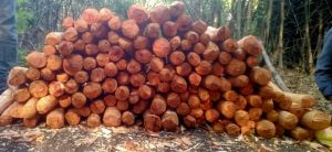 Non Grinded Sandalwood, Brand Name : Bengali Babool