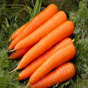Organic Fresh Carrot, Color : Orange for Cooking