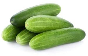 Green Fresh Cucumber, Cultivation Type : Organic