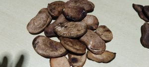 Wild Dried Mangoes Kernel