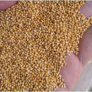 Foxtail Millet Seeds