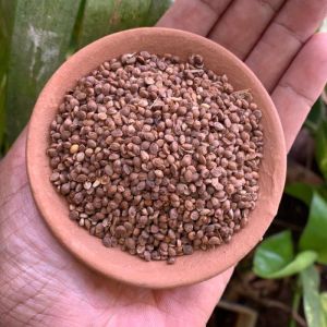 Kodo Millet Seeds