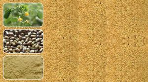 Cassia Tora Split for Food Industry, Herbal Medicine