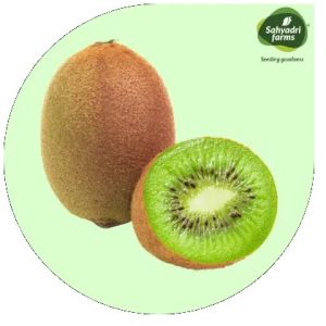 Fresh Kiwi, Taste : Sweet Tangy