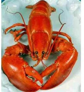 Frozen Lobster, Color : Red, Brand Name : Akira Fresh for Cooking