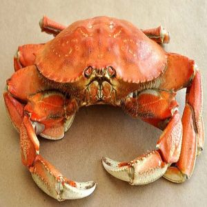 High Quality Frozen Crab, Packaging Type : Vacuum-sealed for Cooking