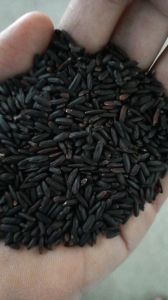 Black Kavuni Rice