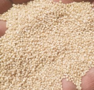 Little Millet, Packaging Size : 25-50kg, Grade : Food Grade 16%