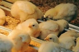 Commercial Meat Fast Growth Broiler Chicks
