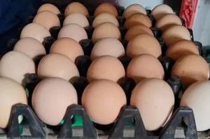 broiler hatching eggs