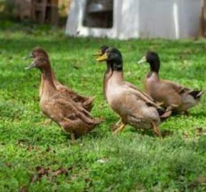 Egg Farming Khaki Campbell Ducklings