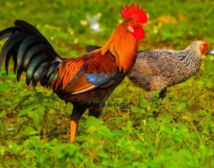 Healthy Sonali Male Chicken