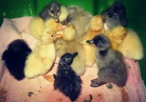 Integrated Farming Indian Runner Ducklings