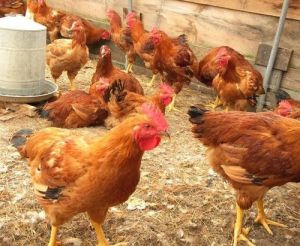 Natural Rearing Sonali Country Chicken