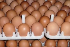 Sonali Hatching Eggs