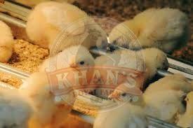 Commercial Meat Fast Growth Broiler Chicks, Age : Day-old