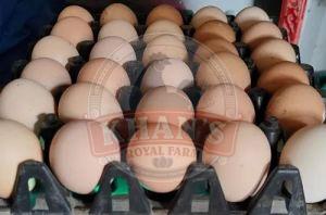 Broiler Hatching Eggs, Packaging Type : Trays Or Crates