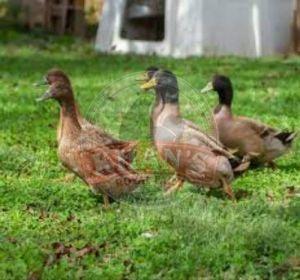 Egg Farming Khaki Campbell Ducklings, Age : Day-old