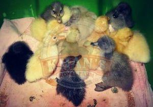 Integrated Farming Indian Runner Ducklings