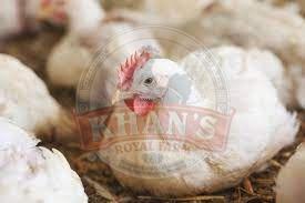 Meat Broiler Chicken, Packaging Type : Crate Or Cage