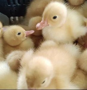 White Pekin Ducklings