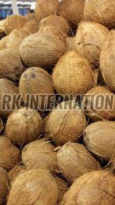 Semi Husked Coconut, Color : Brown