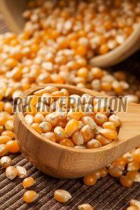 Yellow Maize Seeds, Seed Type : Hybrid, Speciality : High In Protein