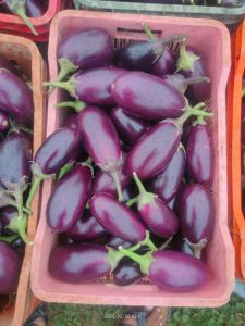 Purple Fresh Brinjal, Cultivation Type : Natural