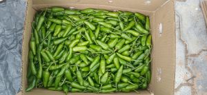 Fresh Green Chilli for Spices, Cooking, Grade Standard : Food Grade