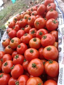 Red Fresh Tomato, Cultivation Type : Natural