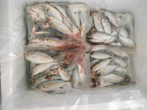 Fresh Child Frozen Fish Fresh Child Frozen Fish