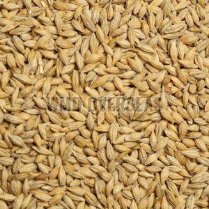 Organic Brown Barley Seeds, Seed Type : Natural