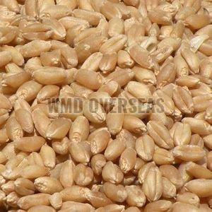 Organic Brown Wheat Seeds, Seed Type : Natural