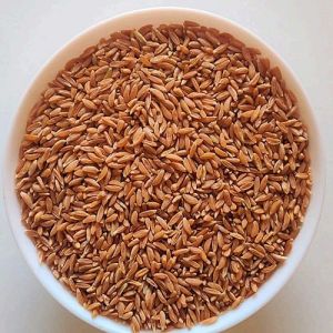 Emmer Khapli Wheat For Baking, Cooking, Packaging Type : Bag