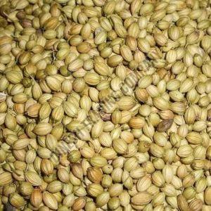 Green Natural Coriander Seeds, Packaging Type : Plastic Box for Cooking