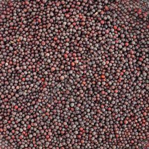 Natural Brown Mustard Seeds Food Grade for Cooking