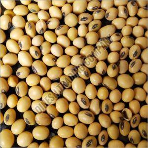 Soybean Seeds, Color : Brown