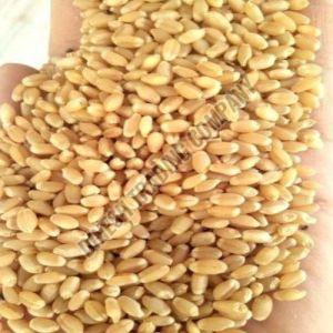 50 Kg Wheat Grain, Packaging Type : Jute Bag, Plastic Bag