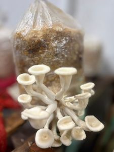 Oyster Mushroom