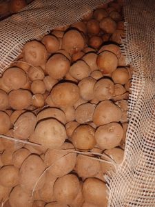 Potatoes, Packaging Size : 50kg For Cooking, Restaurant, Food