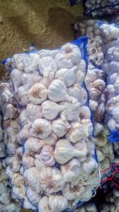 Fresh Pure White Garlic, Packaging Size : 50 for Cooking