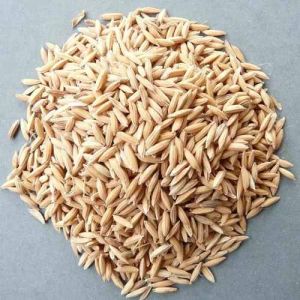 Basmati Paddy Rice