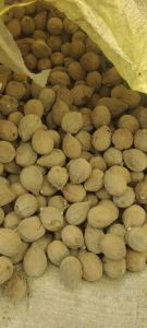 Medicinal Herbal Plants