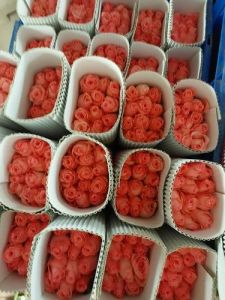 Fresh Baby Pink Dutch Rose